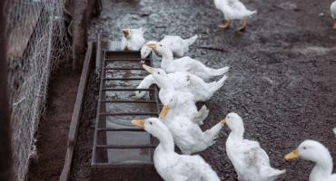 Jak vyrobit krmítko pro kachny